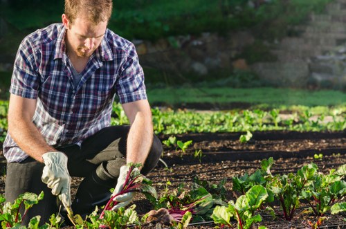A man working in a well-maintained outdoor garden in Walthamstow, kneeling on the soil beside neatly arranged vegetable beds with leafy green plants and exposed dark, fertile soil. He is wearing a checkered shirt and gardening gloves, carefully tending to the plants with his hands. In the background, there are additional garden beds with a variety of plants and patches of grass, suggesting a landscaped outdoor space typical of residential gardens in the area. The scene is illuminated by natural daylight, highlighting the vibrant green foliage and rich soil textures, reflecting professional gardening and planting services that enhance outdoor environments. This setting showcases a cultivated garden space that could benefit from landscaping expertise provided by local specialists like Landscapers Walthamstow, aligning with their focus on gardening and outdoor maintenance in the Walthamstow postcode area.