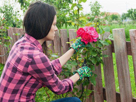 A woman in a pink checkered blouse and colorful gardening gloves is shown tending to a flowering shrub in a backyard garden. She is gently pruning or inspecting bright pink roses, which are situated near a wooden fence with vertical slats. The garden features a lush green lawn in the foreground, with a variety of plants and trees visible in the background, suggesting a well-maintained outdoor space typical of areas in Walthamstow, London. The scene is set during daylight hours with natural light illuminating the garden environment, highlighting the vibrant colours of the flowers and foliage. This outdoor space demonstrates typical landscaping elements such as a sturdy wooden fence, healthy shrubbery, and a tidy lawn, reflecting professional gardening and lawn care practices by companies like Landscapers Walthamstow. The overall scene emphasizes a neat, cultivated garden area ready for detailed maintenance or enhancement services, aligned with local gardening standards and aesthetic preferences in Walthamstow postcode area.