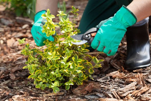 A person wearing bright turquoise gardening gloves is pruning a small, green shrub with variegated yellow and green leaves using garden shears in a landscaped outdoor garden area. The shrub is planted in dark, rich soil surrounded by a layer of mulch made of wood chips. In the background, there are additional garden beds with soil and mulch, along with other small plants. The scene appears to be in a well-maintained garden or backyard, with natural daylight illuminating the space. This image reflects professional gardening activities related to plant care and garden maintenance, typical of services offered by companies like Landscapers Walthamstow in the Walthamstow area, focusing on shrub pruning and garden tidiness.