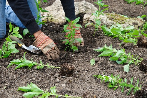 A person wearing gardening gloves and dark clothing is planting young shrubs or small trees into dark, cultivated soil in a garden bed. The garden features a neatly prepared layout with multiple small plants arranged in rows, some with bright green leaves and others with reddish stems. The soil appears rich and moist, suitable for planting, and the surrounding area includes a partially visible green shrub or hedge in the background. The scene suggests active gardening work, possibly part of a landscaping or garden maintenance project by Landscapers Walthamstow, amidst natural outdoor surroundings typical of a residential or community garden in Walthamstow. The lighting indicates outdoor daylight conditions, with a slightly overcast sky providing even illumination across the scene, highlighting the textures of the soil, plants, and gardening tools.