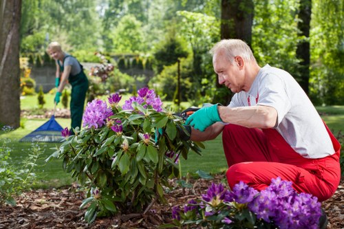 In a lush garden setting, a man with short, grey hair wearing a white shirt, red trousers, and teal gardening gloves is carefully tending to a large flowering shrub with vibrant purple blossoms, situated on a well-maintained lawn area with rich, dark soil. Behind him, another gardener with light hair, dressed in a grey top and green trousers, is working nearby, possibly raking or clearing foliage on a grassy patch. The garden features mature trees providing dappled shade, a hedge or border line, and a neatly edged flower bed with purple and pink flowers in the foreground. The scene shows a sunny day with bright, natural lighting, highlighting the lush greenery and healthy plants, typical of professional lawn and garden maintenance in Walthamstow, as part of a landscaping service that ensures well-kept outdoor spaces.