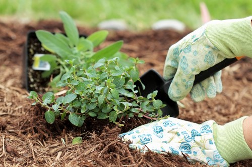A close-up image showing a gardener's hands wearing light green gardening gloves, planting a small shrub into a prepared garden bed with rich, brown soil. The shrub has bright green, oval-shaped leaves and is situated in a black plastic container that is being removed as the plant is being positioned into the ground. Surrounding the planting site is a well-maintained garden area with a grassy lawn and some blurred greenery in the background, indicating a typical outdoor garden space in Walthamstow. The scene exemplifies careful planting and garden care, consistent with professional gardening services such as those offered by Landscapers Walthamstow, focusing on urban and suburban garden maintenance and landscaping in the local area.
