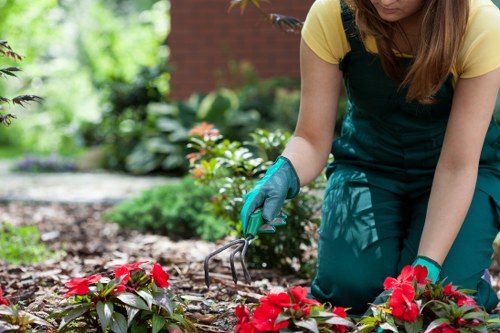 A gardener kneeling on a landscaped garden bed in Walthamstow, tending to vibrant red flowering plants with a small hand rake. The garden features a neatly maintained lawn area in the foreground, bordered by a variety of green shrubs and plants, some with pink flowers. In the background, there are leafy trees and shrubs providing natural privacy and shade, along with a brick wall partly visible behind. The gardener is wearing teal gardening gloves, a yellow top, and dark green overalls, working under bright natural daylight with slightly cloudy weather. The scene reflects an organized outdoor space with well-defined plant beds, soil, and edging, typical of professional gardening and landscaping work. Landscapers Walthamstow provides services that sustain such lush and orderly garden environments, integrating natural plant growth with structured garden design and outdoor maintenance in the local area of Walthamstow, London postcode E17.