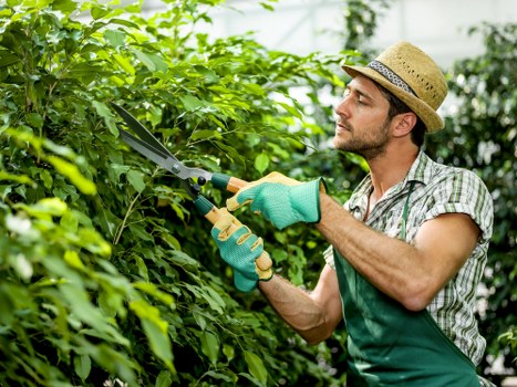 A man wearing a straw hat, green gardening gloves, and a checked shirt is trimming dense green hedges in a well-maintained garden. The hedge is lush and healthy, with vibrant green leaves forming a thick boundary along the outdoor space. The background features a slightly blurred view of additional garden plants and trees, with sunlight filtering through the foliage, indicating a bright, possibly mild weather day. The man is using a pair of handheld pruning shears to carefully cut back the branches, contributing to the garden’s tidy appearance. The surface beneath the hedge appears to be soil or mulch, with some fallen leaves visible. The scene depicts meticulous garden maintenance, showcasing professional hedging work that aligns with landscaping services offered by companies like Landscapers Walthamstow, serving the E17 postcode area, and emphasizing the importance of precise shrub trimming in garden care and outdoor landscaping projects.
