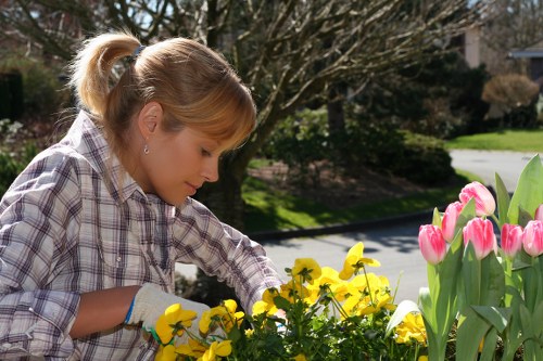 A woman with blonde hair tied back, dressed in a plaid shirt, is tending to a garden outside in bright daylight. She is carefully inspecting and possibly planting or weeding yellow and pink tulip flowers that are situated in a flower bed bordered by other lush green plants. The garden is situated on a residential property with a paved driveway visible in the background, alongside mature trees and neatly maintained lawns. The scene suggests a peaceful outdoor space typical of gardens in Walthamstow, with natural light illuminating the various textures of the soil, foliage, and flowers. The woman’s focused expression indicates she is engaged in gardening tasks such as planting or pruning, supported by the proximity of her hands to the plants. This outdoor area, featuring a combination of flowering plants and evergreen shrubbery, exemplifies typical garden landscaping and maintenance in a suburban setting, aligned with professional gardening services provided by companies like Landscapers Walthamstow.