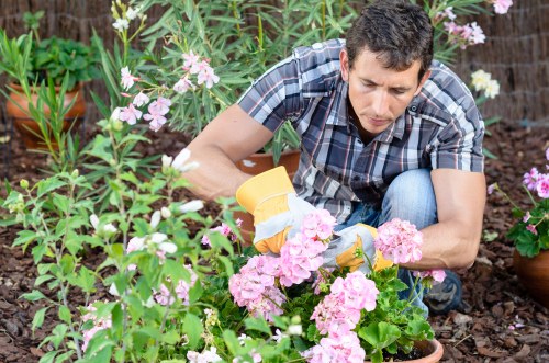 Seasonal lawn care tips for maintaining a healthy garden in Walthamstow